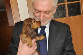 jamnik d�ugow�osy NAILA